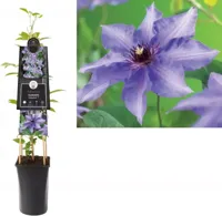 Blauwe bosrank (Clematis "Königskind" PBR) klimplant - thumbnail