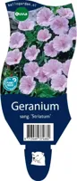 Geranium sang. striatum vaste plant Griffioen - Griffioen - thumbnail