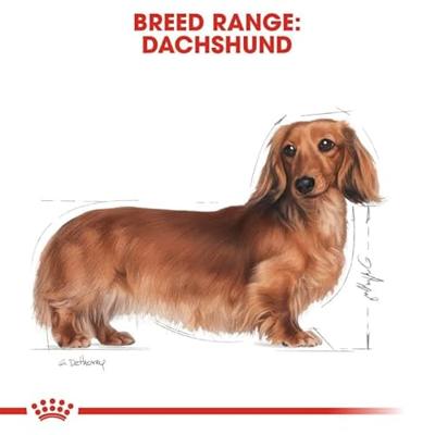 Royal Canin Adult Dachshund (Teckel) natvoer hond (paté) 4 dozen (48 x 85 g) - thumbnail
