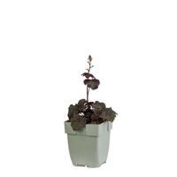 Heuchera Black Sea vaste plant Griffioen - Griffioen - thumbnail