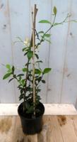Jasminoides geurende kuipplant 40 cm Trachelospermum Warentuin Natuurlijk - Warentuin natuurlijk - thumbnail