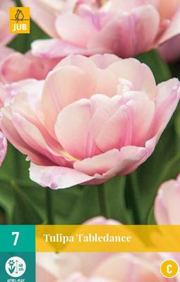 Tulp tabledance 7 bollen Tulp tabledance 7 bollen