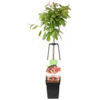 Kersenboom mix fruitbomen - thumbnail