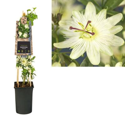 Passiebloem Passiflora Avalanche 75 cm klimplant
