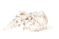 Schelpen Cerethium Nodolosum 500gr - thumbnail