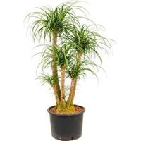 Beaucarnea recurvata vertakt 80 L hydrocultuur plant - thumbnail