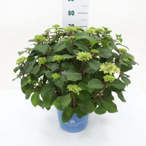 Hydrangea Macrophylla "Endless Summer Bloomstar Blue"® boerenhortensia - 50-70 cm - 1 stuks Hydrangea Macrophylla "Endless Summer Bloomstar Blue"® boerenhortensia - 50-70 cm - 1 stuks