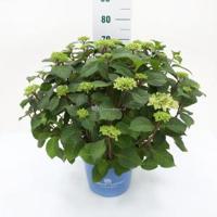 Hydrangea Macrophylla "Endless Summer Bloomstar Blue"® boerenhortensia - 50-70 cm - 1 stuks - thumbnail