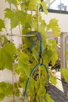 Wolfcraft Veerklem | Met haak | 50mm | 1 stuk - 3458000 - thumbnail