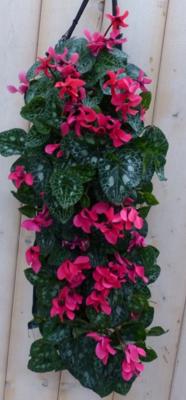 Cyclaam Hangzak Warentuin Natuurlijk - Warentuin natuurlijk