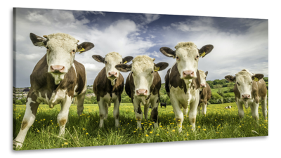 Schilderij - Koeien op een rij, 100x50, Premium print