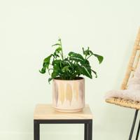 Syngonium Wendlandii - P12 - thumbnail