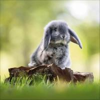 Konijnen Kalender 2026 - thumbnail