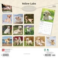 Labrador Retriever Blond Kalender 2026 - thumbnail