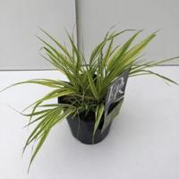 Hakonegras (Hakonechloa macra "Aureola") siergras - thumbnail