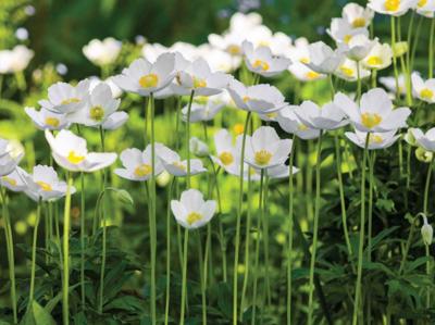 Anemonen veld 70x50cm Tuinschilderij Customize-it - Customize it