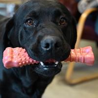 Nylabone dura chew voor harde bijters baconsmaak - thumbnail
