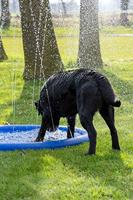 Coolpets splash zwembad sproeier blauw hondenspeelgoed - thumbnail