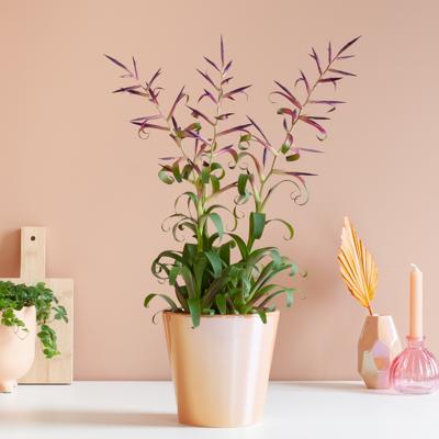 Tillandsia Leiboldiana Mora - Bromelia - P12 Tillandsia Leiboldiana Mora - Bromelia - P12