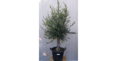 Olijfboom Olea 180 cm Dikke Stam 45 cm hoog Warentuin Natuurlijk - Warentuin natuurlijk Olijfboom Olea 180 cm Dikke Stam 45 cm hoog Warentuin Natuurlijk - Warentuin natuurlijk