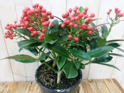 Skimmia met bes 30 cm Warentuin Natuurlijk - Warentuin natuurlijk Skimmia met bes 30 cm Warentuin Natuurlijk - Warentuin natuurlijk