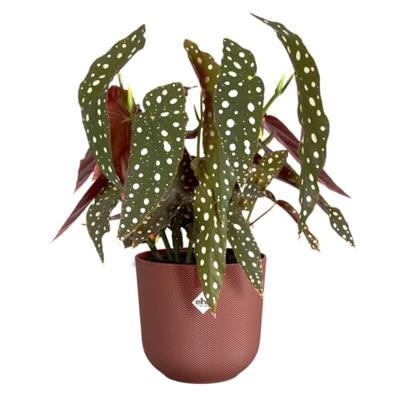 Elho Bloempot Jazz Rond Toscaans Rood Ø14cm