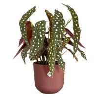 Elho Bloempot Jazz Rond Toscaans Rood Ø19cm - thumbnail
