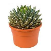 Agave victoria reginae B kamerplant - thumbnail