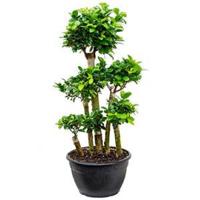 Ficus microcarpa compacta bonsai forrest kamerplant - thumbnail