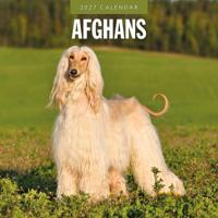 Afghaanse Windhond Kalender 2027 - thumbnail