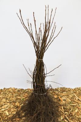 Amerikaans krenten boompje