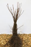 Amerikaans krenten boompje - thumbnail