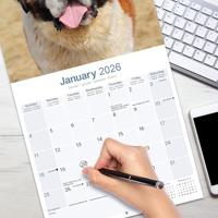 Sint Bernard Kalender 2026 - thumbnail