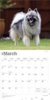 Keeshond Kalender 2026 - thumbnail