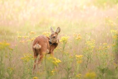 Tuinschilderij hertje 70x50cm bruin Customize-it - Customize it