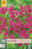 Ixia mabel - thumbnail