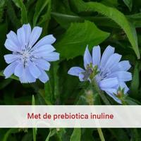 Probiotica - thumbnail