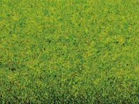 NOCH 00260 Landschapsmat Voorjaarsweide (l x b) 1200 mm x 600 mm - thumbnail