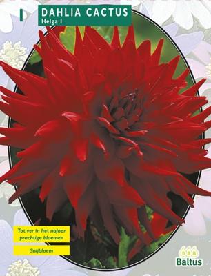 Zomer Bloembollen Dahlia Cactus Helga per 1 Baltus - Baltus