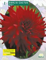Zomer Bloembollen Dahlia Cactus Helga per 1 Baltus - Baltus - thumbnail