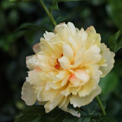 Kunst Pioentak 65cm Geel