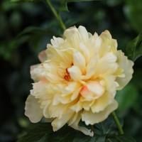 Kunst Pioentak 65cm Geel - thumbnail