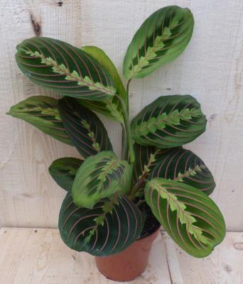 Maranta Leuconeura Fascinator Tiengebodenplant kamerplant Warentuin Natuurlijk - Warentuin natuurlijk