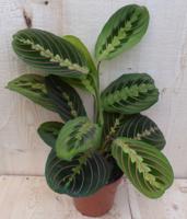 Maranta Leuconeura Fascinator Tiengebodenplant kamerplant Warentuin Natuurlijk - Warentuin natuurlijk - thumbnail