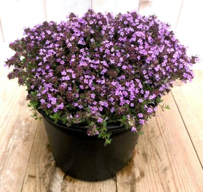 Tijm roze kruiden Thymus Warentuin Natuurlijk - Warentuin natuurlijk Tijm roze kruiden Thymus Warentuin Natuurlijk - Warentuin natuurlijk