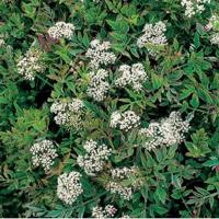 Pijptorkruid (Oenanthe fistulosa “flamingo”) moerasplant (6-stuks) - thumbnail