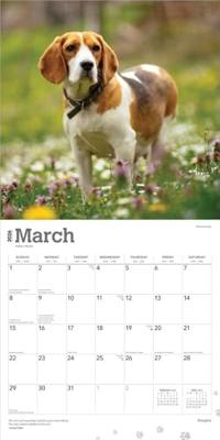 Beagle Kalender 2026 Beagle Kalender 2026