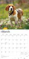 Beagle Kalender 2026 - thumbnail
