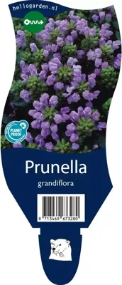 Prunella grandiflora vaste plant Griffioen - Griffioen