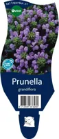 Prunella grandiflora vaste plant Griffioen - Griffioen - thumbnail